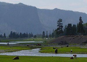 Greater Yellowstone Ecosystem Greater Yellowstone Ecosystem Wikipedia