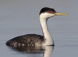 Grebe Browse by Bird Family taxonomy Grebes All About Birds Cornell