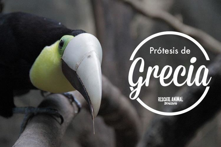 Grecia (toucan) 3dprintcomwpcontentuploads201601grecia2jpg