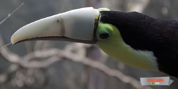 Grecia (toucan) Grecia the Toucan Finally Has His New 3D Printed Beak 3DPrintcom