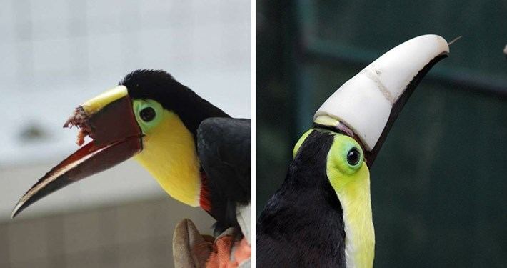 Grecia (toucan) Grecia39 the injured toucan finally got his 3Dprinted beak and