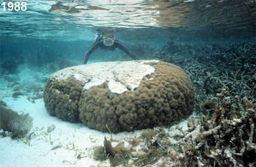 Grecian Rocks (reef) Photo Gallery The Effects of African Dust on Coral Reefs and Human