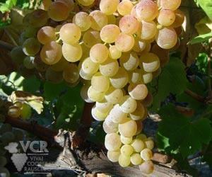 Greco (grape) Greco Bianco Wine Information