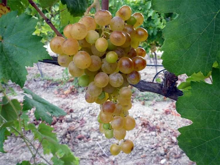 Greco (grape) Grape Variety Greco Bianco Tenuta Oppedisano