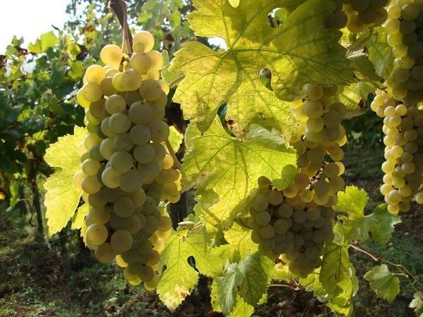Greco (grape) Campania Et Cantina Friulana