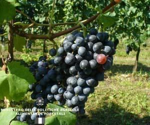 Greco (grape) Greco Nero Wine Information