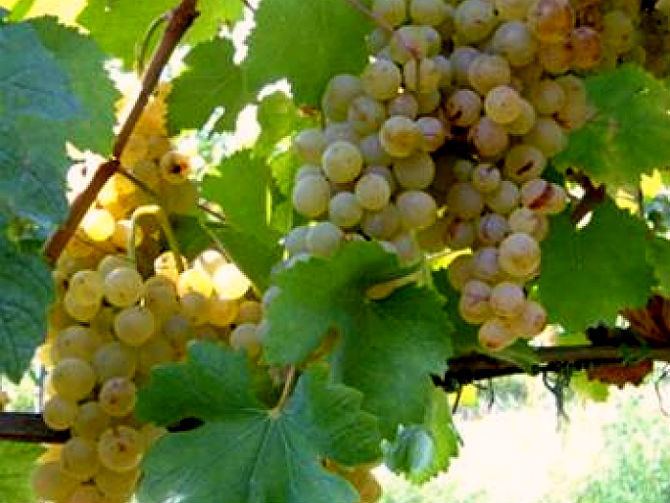 Greco (grape) Greco Banfi Wines