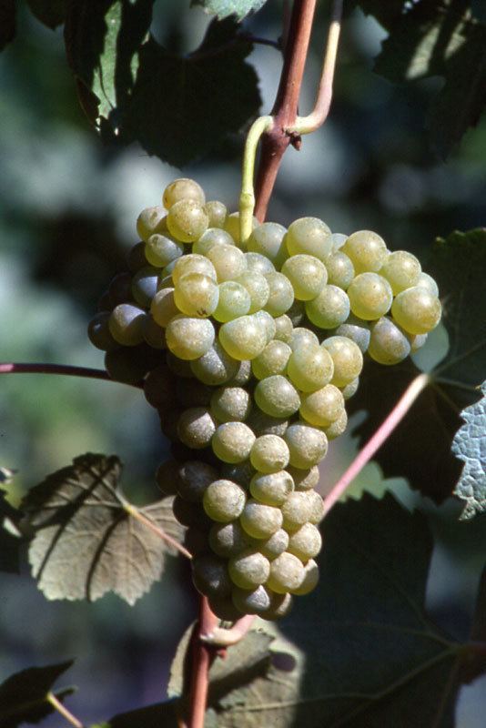 Greco (grape) Fringe Wine Greco di Tufo Campania Italy