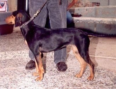 Greek Harehound Greek Hound Dog Breed Information and Pictures
