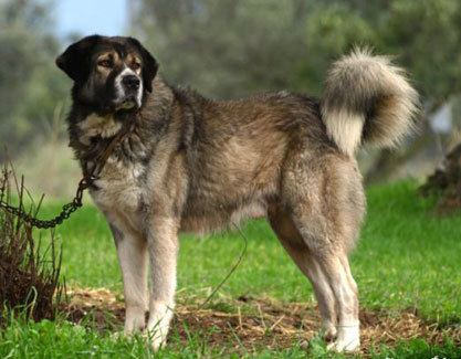 Greek Shepherd Greek Sheepdog Temperament HealthTrainingNames amp Grooming