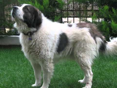 greek shepherd dog