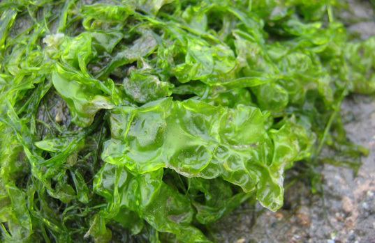 Green algae Introduction to the Green Algae