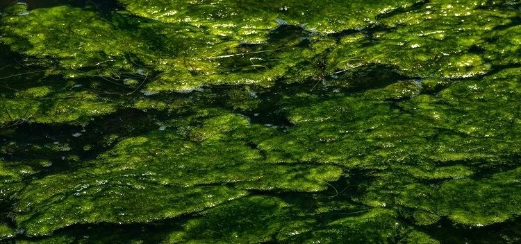 Green algae Bluegreen algae could make California39s lakes too dangerous for