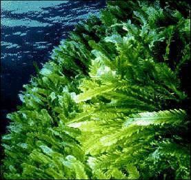 Introduction to the Green Algae