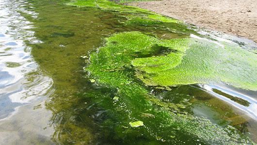 Green algae Bluegreen algae If in doubt stay out Minnesota Pollution