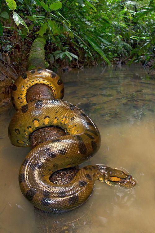 Green anaconda 1000 ideas about Green Anaconda on Pinterest Burmese python