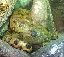 Green anaconda httpsuploadwikimediaorgwikipediacommonsthu