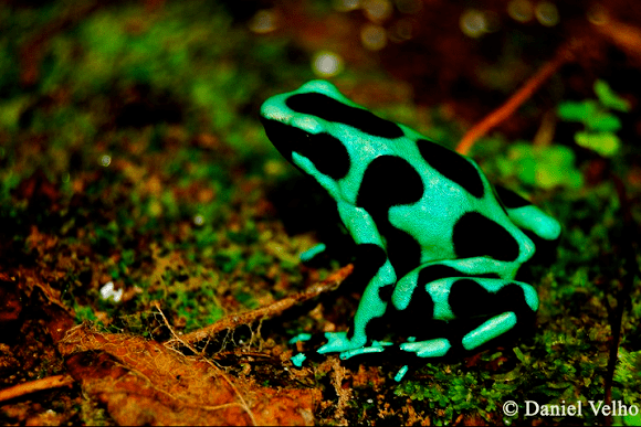 Green and black poison dart frog Green and Black Poison Dart Frog Project Noah