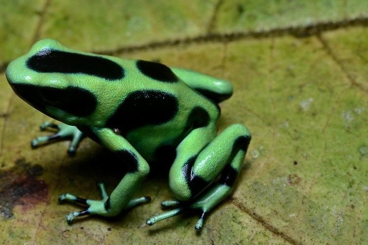 Green and black poison dart frog httpsiytimgcomviLyfgZFuQA64maxresdefaultjpg
