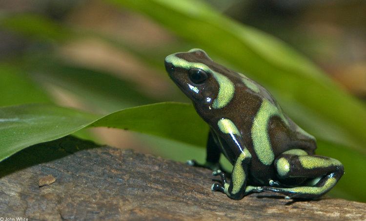Green and black poison dart frog CalPhotos Dendrobates auratus Green And Black Poison Dart Frog