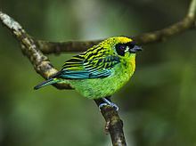 Green-and-gold tanager httpsuploadwikimediaorgwikipediacommonsthu