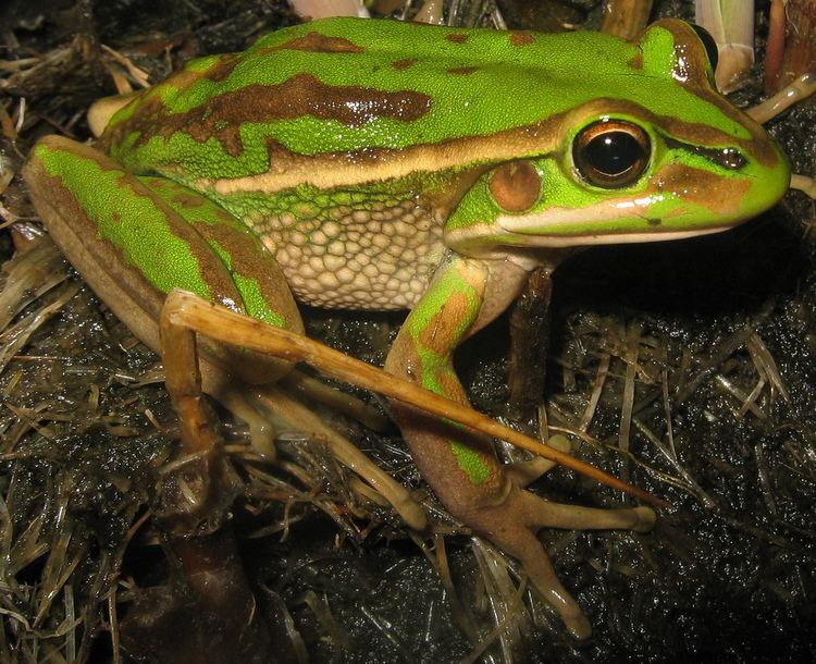 Green and golden bell frog httpsuploadwikimediaorgwikipediacommons66
