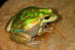 Green and golden bell frog Frogs of Australia gt Litoria aurea Green and Golden Bell Frog