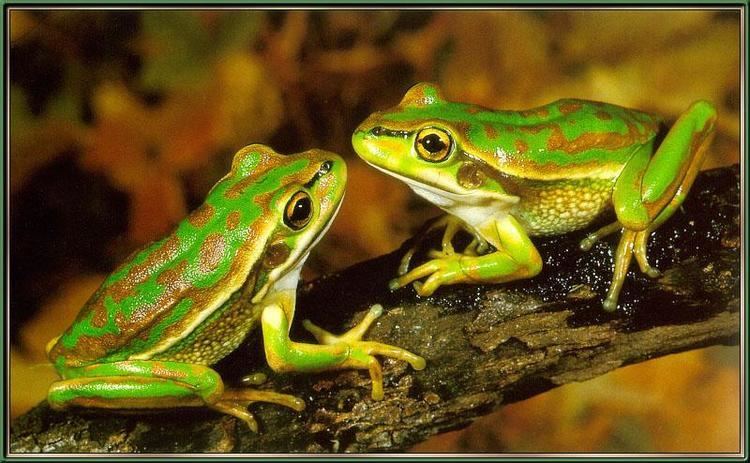 Green and golden bell frog green and golden bell frog PastLives of the Near Future
