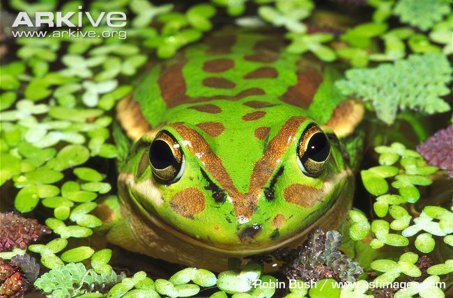 Green and golden bell frog Green and golden bell frog videos photos and facts Litoria aurea