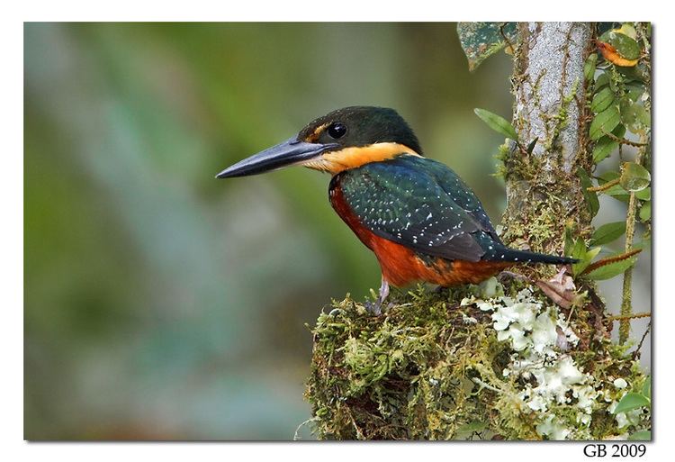 Green-and-rufous kingfisher GREEN AND RUFOUS