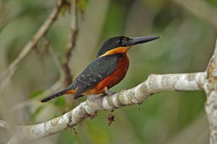 Green-and-rufous kingfisher Birds