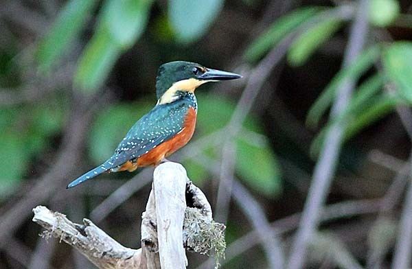 Green-and-rufous kingfisher Greenandrufous Kingfisher 1