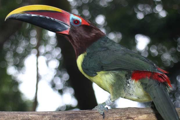 Green aracari wwwalligatorfarmusexploreimagesspeciesgreen