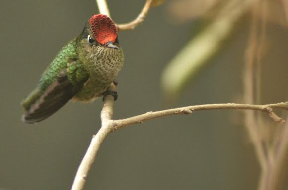 Green-backed firecrown Greenbacked Firecrown Project Noah