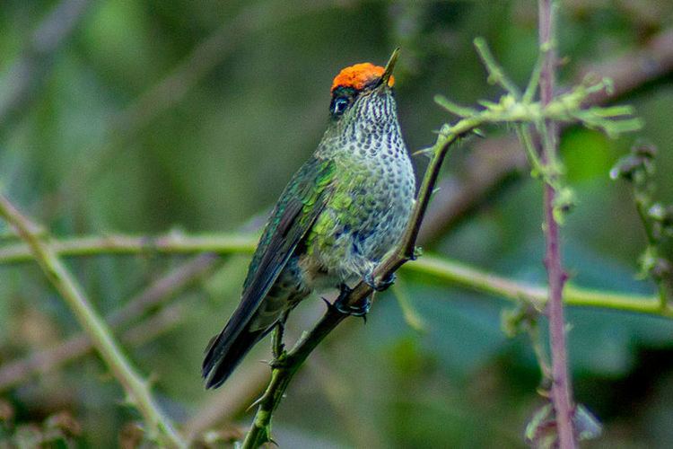 Green-backed firecrown Greenbacked Firecrown Lee39s Birdwatching Adventures Plus