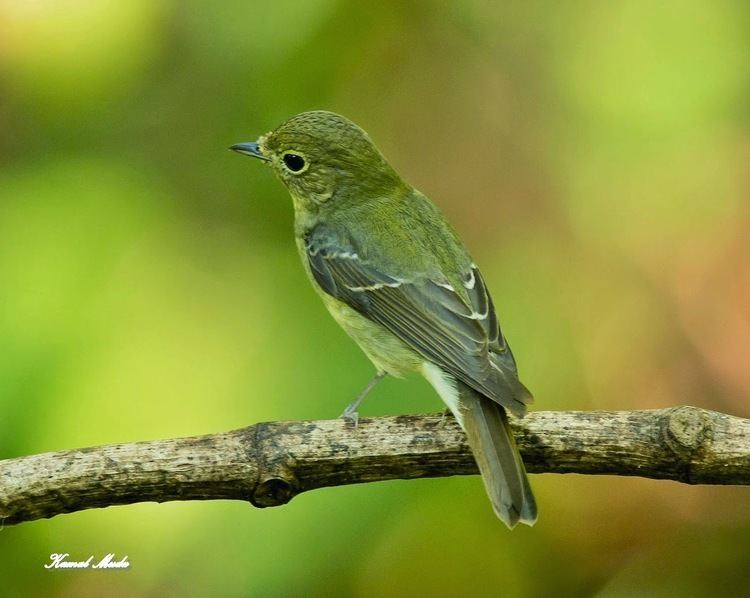 Green-backed flycatcher SOUTH EAST ASIA BIRDS Malaysia birds paradise Greenbacked