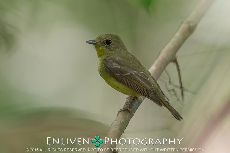 Green-backed flycatcher GREEN BACKED FLYCATCHER FROM SINGAPORE CENTRAL CATCHMENT Flickr