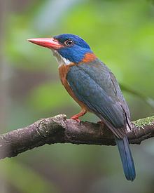 Green-backed kingfisher httpsuploadwikimediaorgwikipediacommonsthu