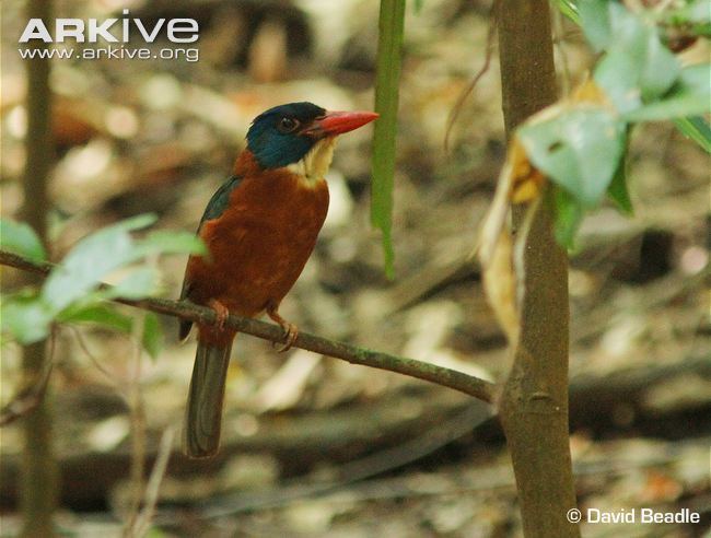 Green-backed kingfisher Greenbacked kingfisher videos photos and facts Actenoides
