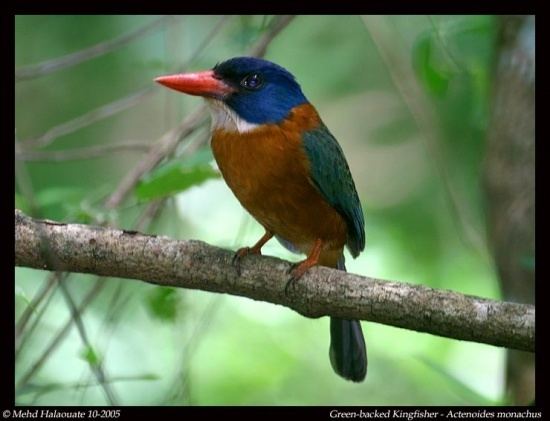 Green-backed kingfisher Greenbacked Kingfisher BirdForum Opus