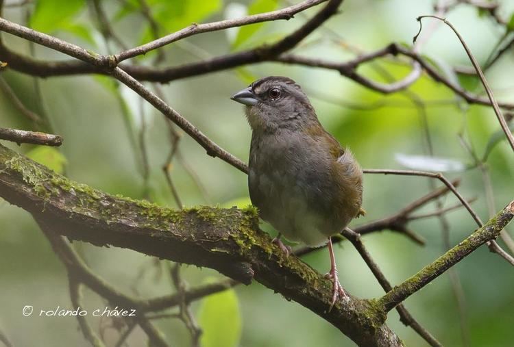 Green-backed sparrow Greenbacked Sparrow Arremonops chloronotus videos photos and