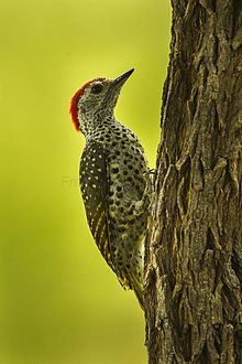 Green-backed woodpecker httpsuploadwikimediaorgwikipediacommonsthu