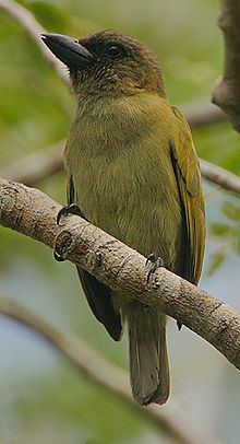 Green barbet httpsuploadwikimediaorgwikipediacommonsthu