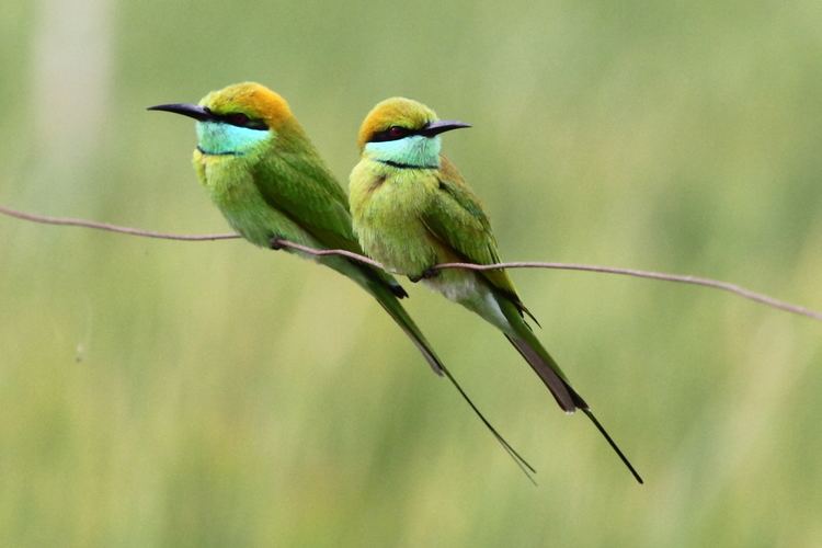 Green bee-eater The Little Green BeeEater and the Steppe Buzzard Birds and Words