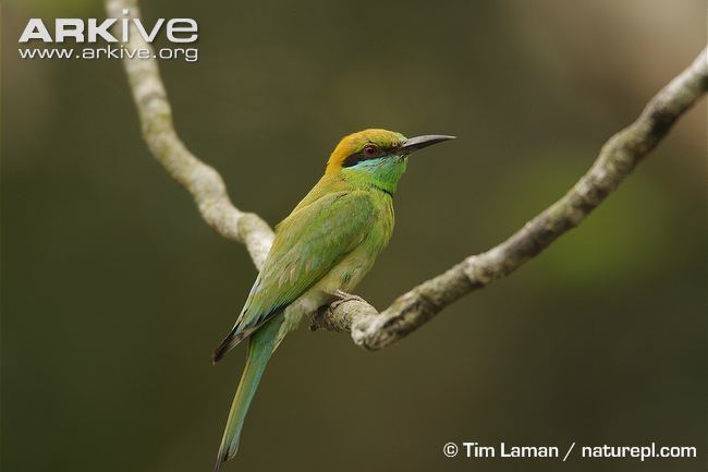 Green bee-eater Little green beeeater videos photos and facts Merops orientalis