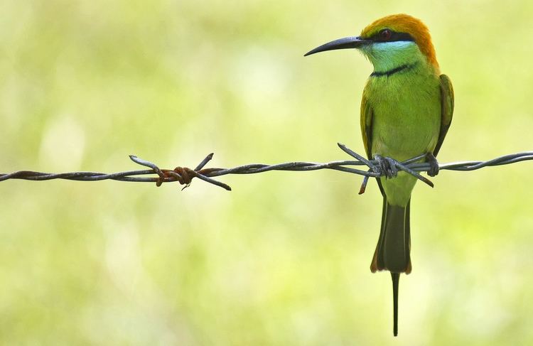 Green bee-eater FileGreen Beeeater Merops orientalisjpg Wikimedia Commons