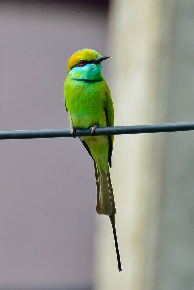 Green bee-eater httpsuploadwikimediaorgwikipediacommons88