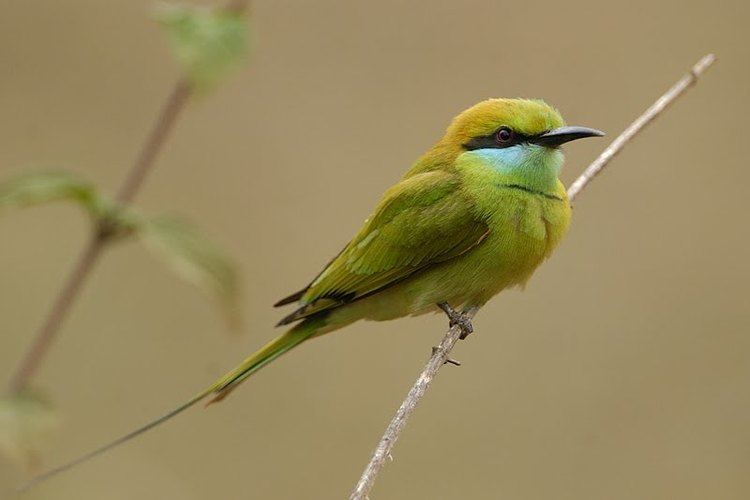 Green bee-eater Birds of India 34 Little Green Bee Eater Walk the Wilderness