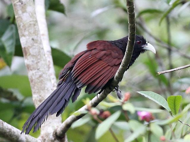Green-billed coucal Oriental Bird Club Image Database Greenbilled Coucal Centropus