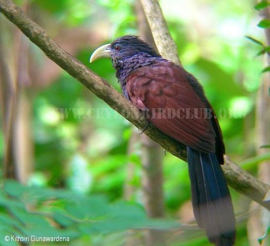 Green-billed coucal Ceylon Bird Club Birds of Sri Lanka sri lankan birds endemic